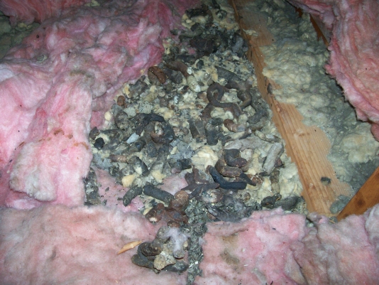 Moldy insulation in attic in Traverse City