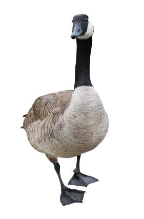 Goose round up and management services in traverse city