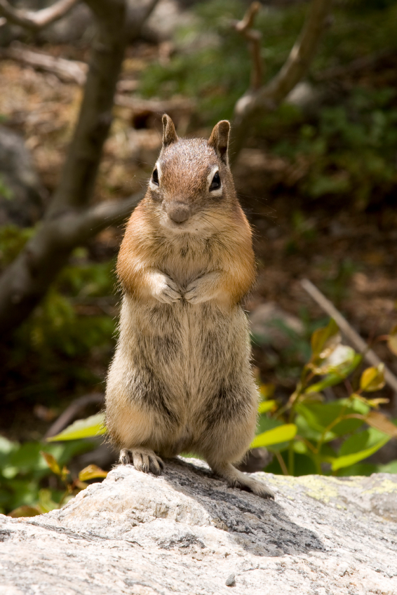 Squirrel Removal, Chipmunk Trapping